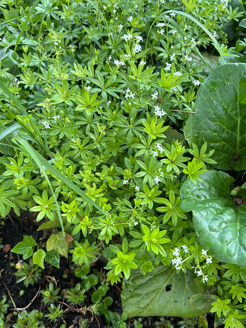 Waldmeister — Bild 3
