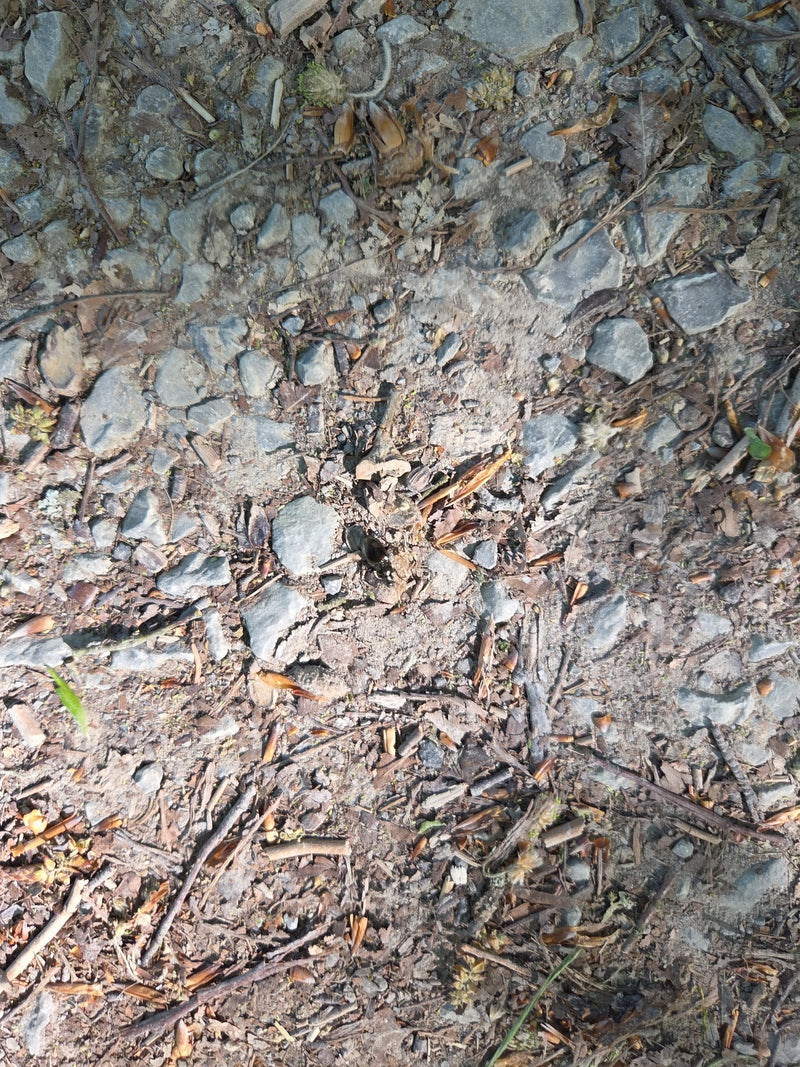 Waldmistkäfer — Bild 3