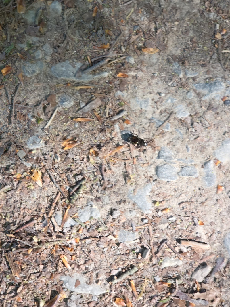 Waldmistkäfer — Bild 2