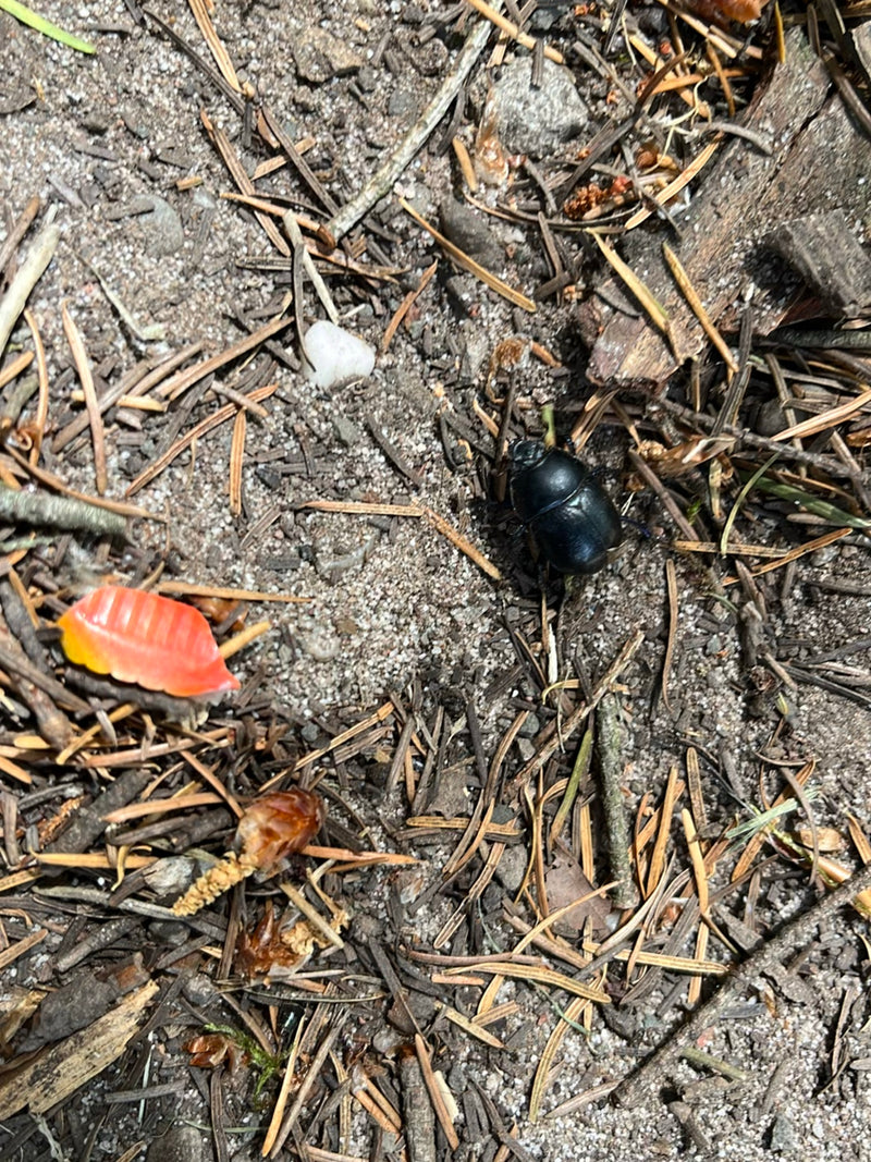 Waldmistkäfer — Bild 1