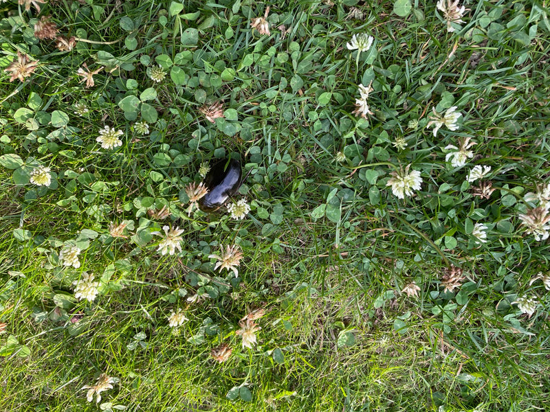 Waldmistkäfer — Bild 4