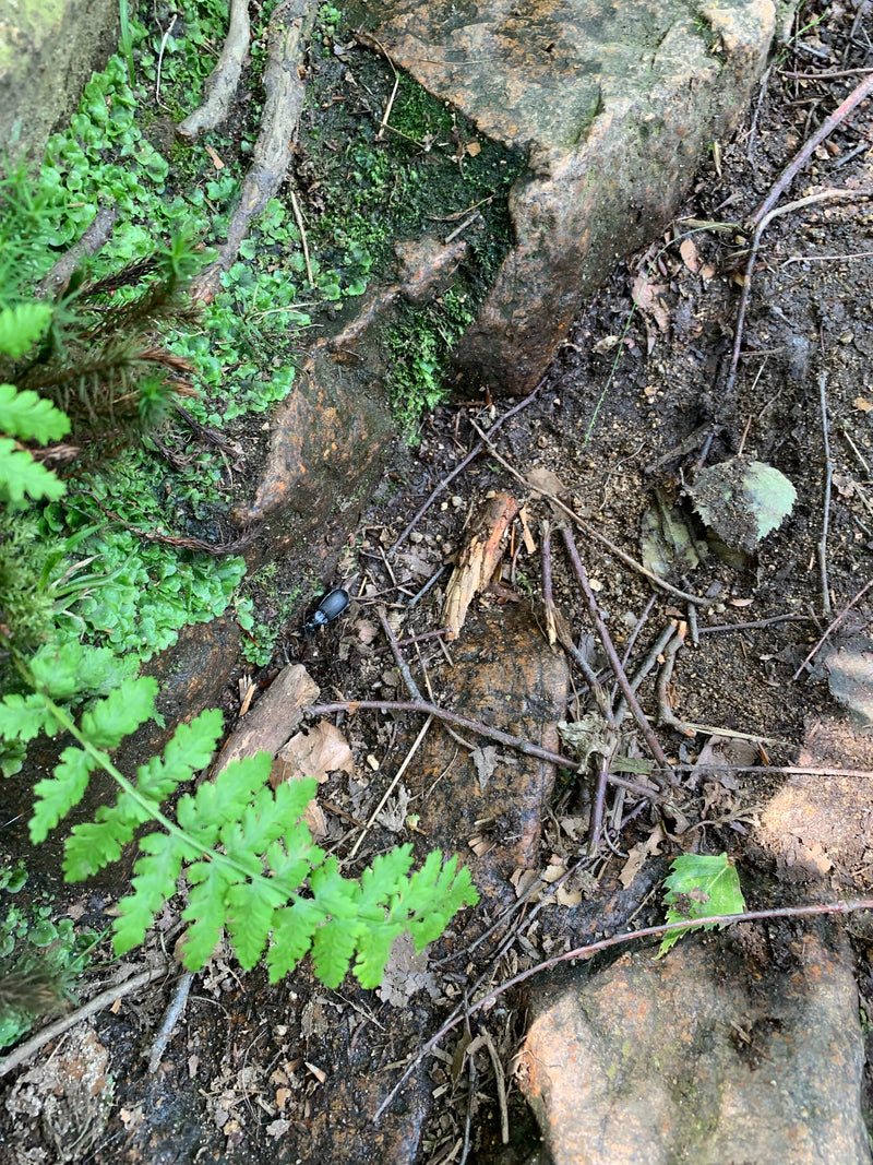 Waldmistkäfer — Bild 2