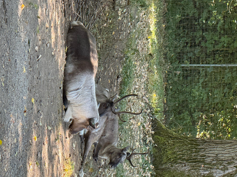 Waldrentier — Bild 1 von 3