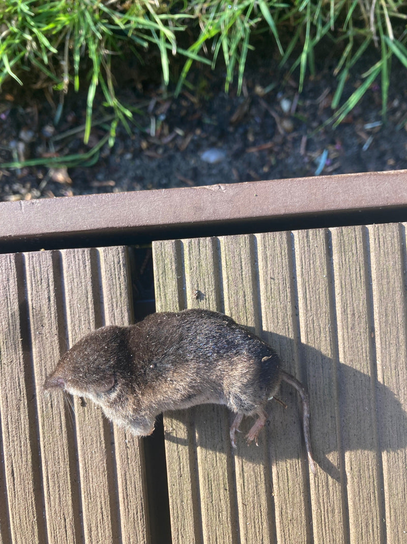 Waldspitzmaus — Bild 1