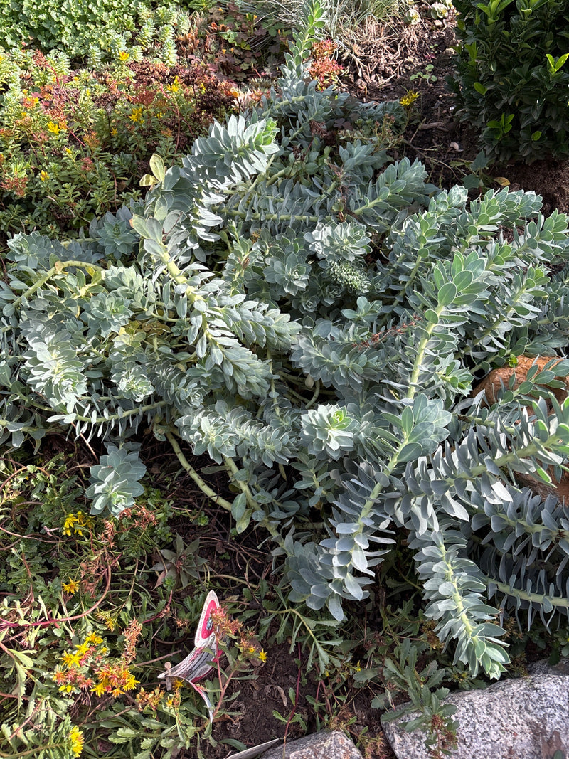 Auf dem Bild ist eine ausgewachsene Walzen-Wolfsmilch mit ihren typischen, walzenartig beblätterten Trieben in einem Beet zu sehen.