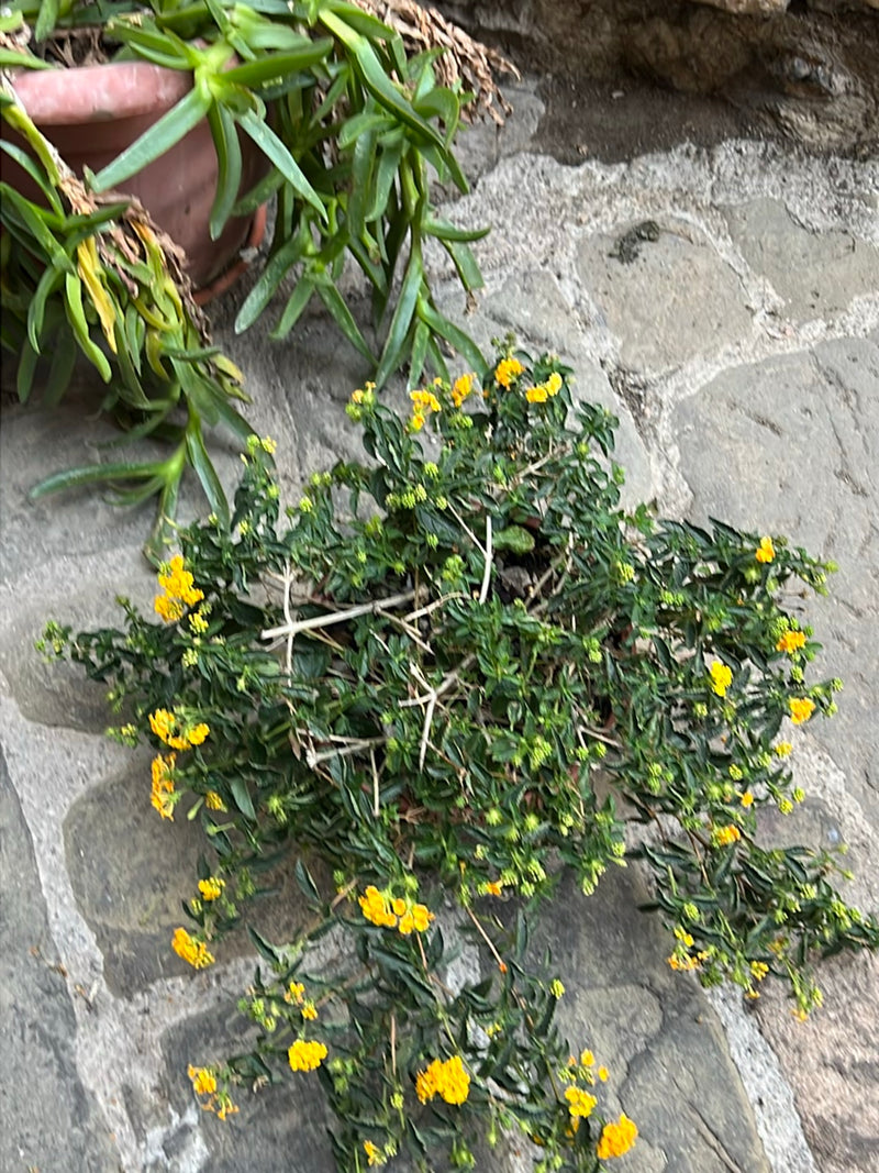 Wandelroeschen — Bild 2