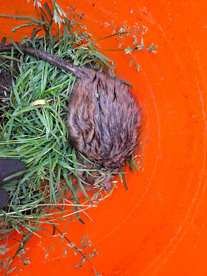 Wanderratte — Bild 4