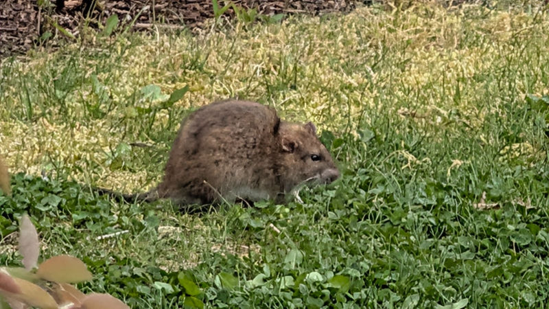 Wanderratte — Bild 2