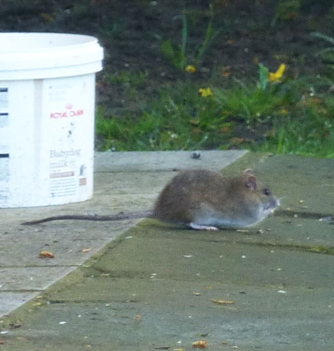 Wanderratte — Bild 5