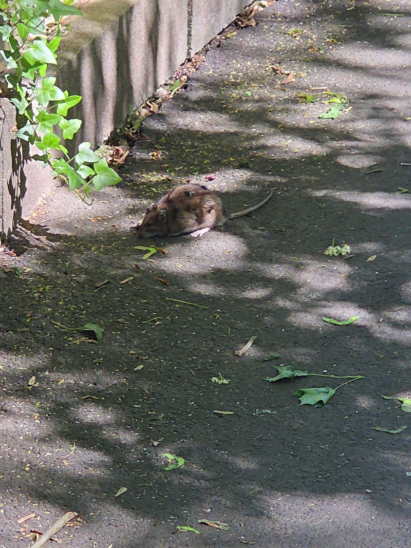 Wanderratte — Bild 3