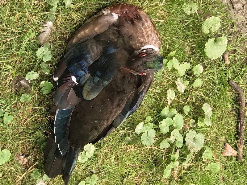 Warzenente — Bild 4 von 14