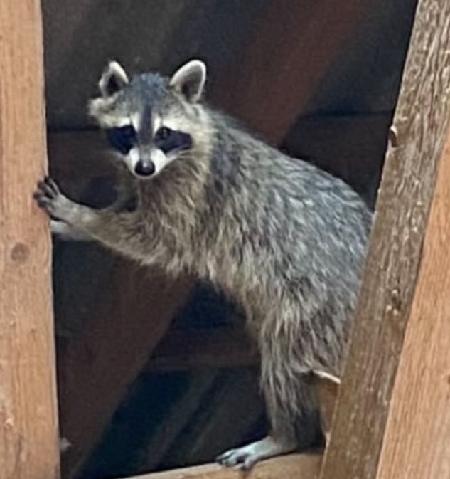 Waschbär — Bild 1