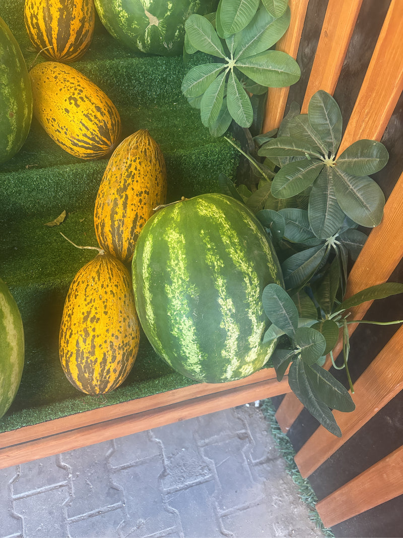 Melonen — Bild 3