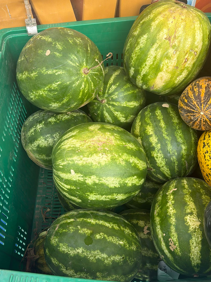Melonen — Bild 1