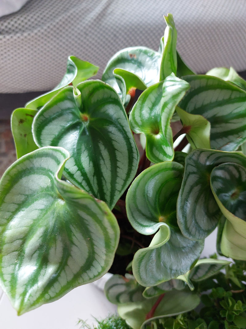 Peperomia — Bild 1