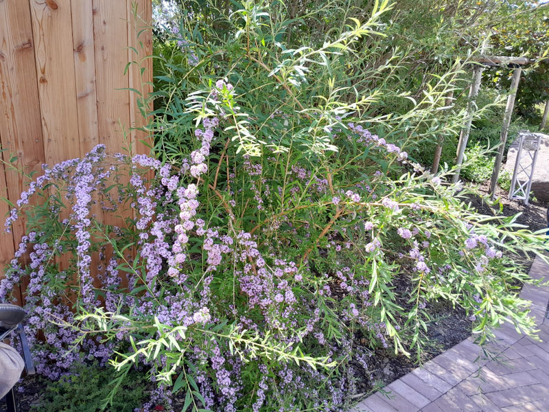 Wechselblättriger Sommerflieder — Bild 1