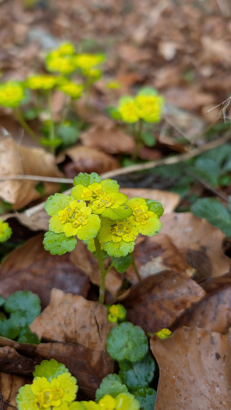 Wechselblättriges Milzkraut — Bild 1