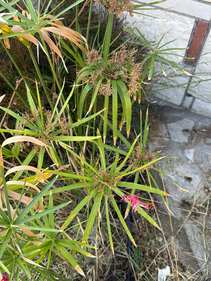 Wechselblättriges Zyperngras — Bild 3