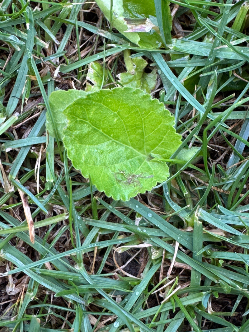 Zu sehen ist das charakteristische, rundlich gelappte Blatt einer Weg-Malve, das inmitten von Graswuchs liegt. Das grün gefärbte Blatt zeigt eine leicht geke...