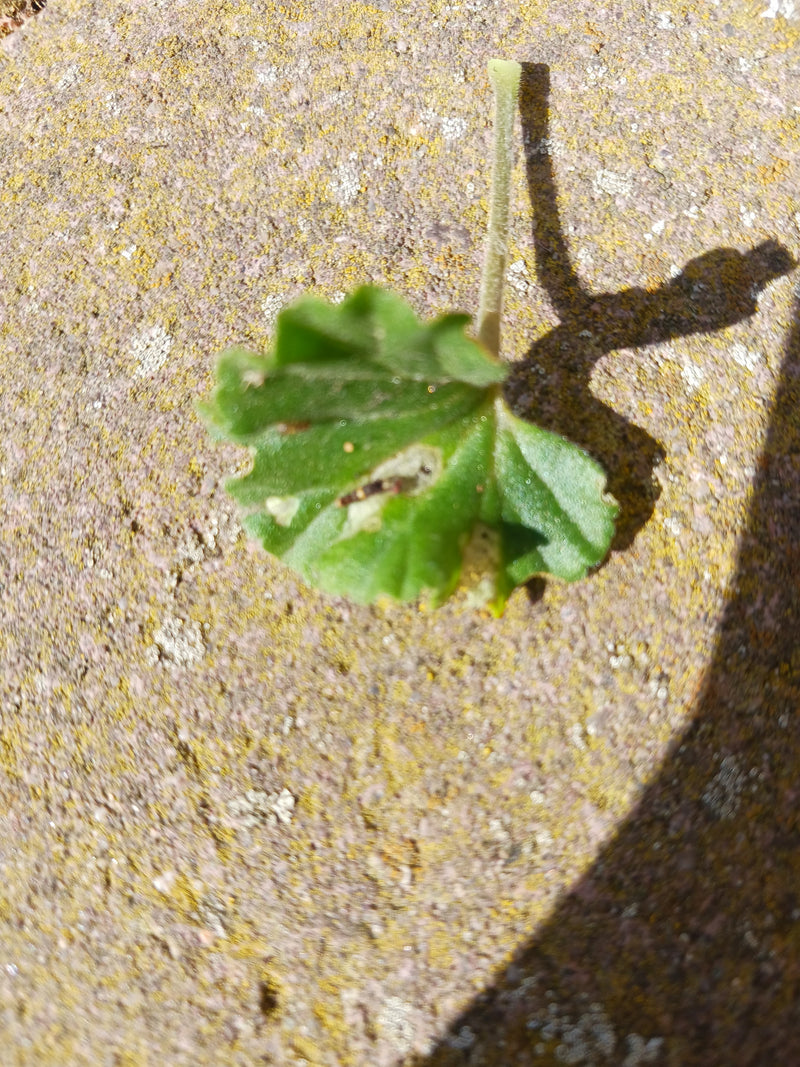 Auf dem Bild ist ein einzelnes grünes Blatt der Weg-Malve zu sehen, das auf einem strukturierten Steinboden liegt. Ein kurzer Stiel ragt nach oben.