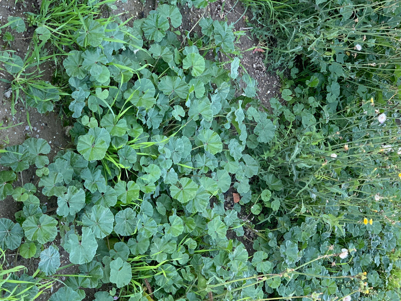 Dichte Bestände von Weg-Malven mit charakteristischen, rundlich gelappten Blättern wachsen auf lückigem Erdboden.