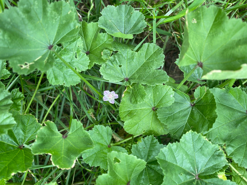 Zu sehen sind die typischen, rundlich-gelappten Blätter und eine kleine, hellviolette Blüte der Weg-Malve. Die Pflanze wächst im dichten Gras.