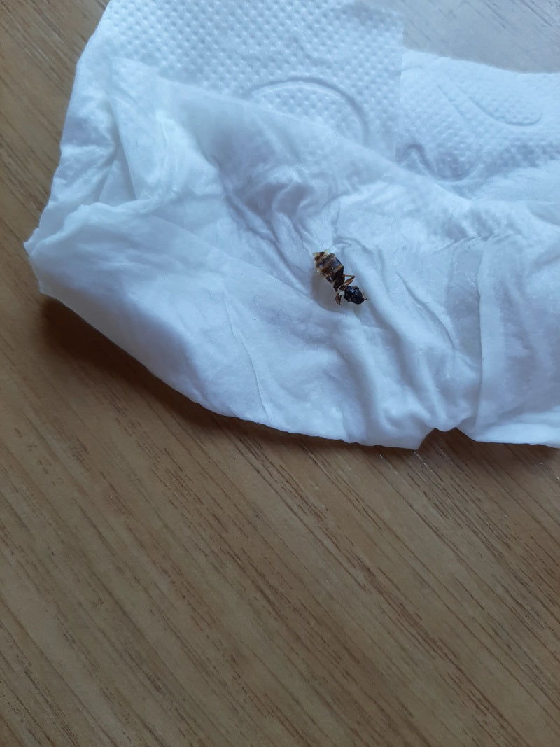Wegameise (Gattung Lasius) — Bild 4