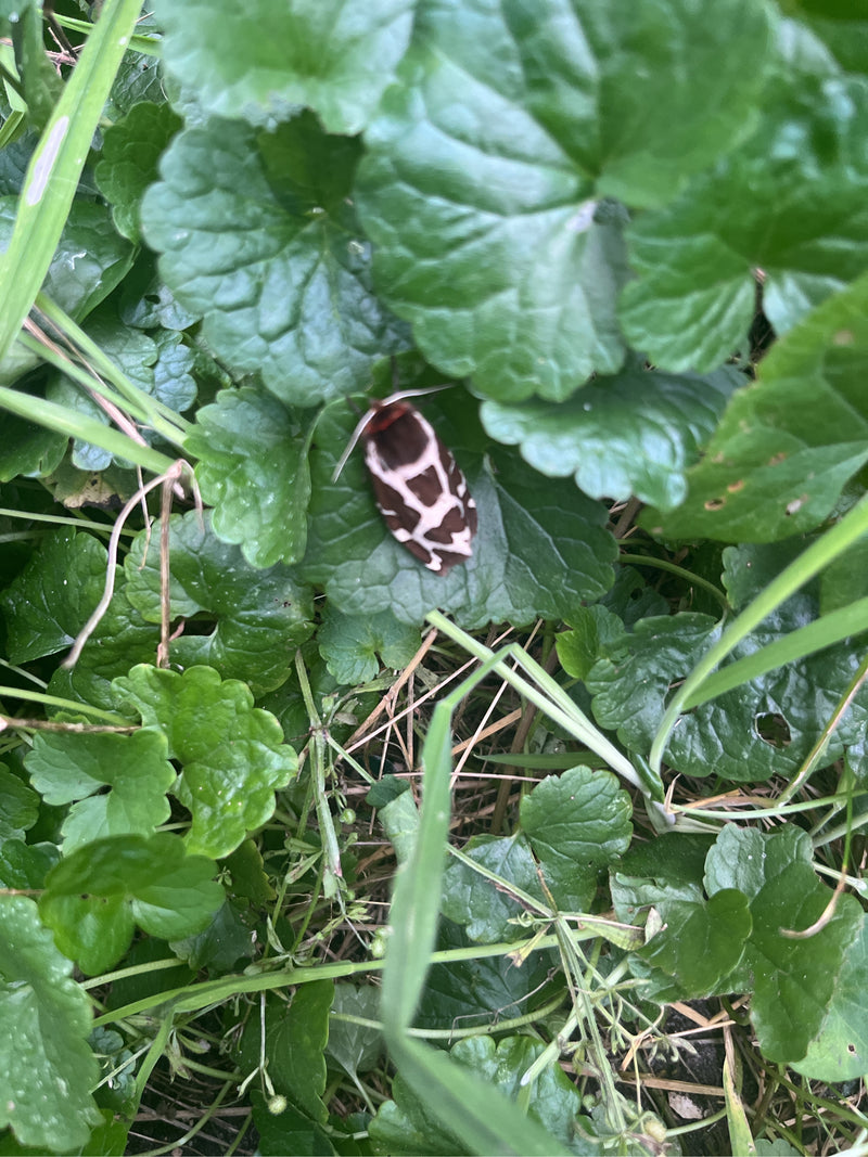 Wegerichbär — Bild 1