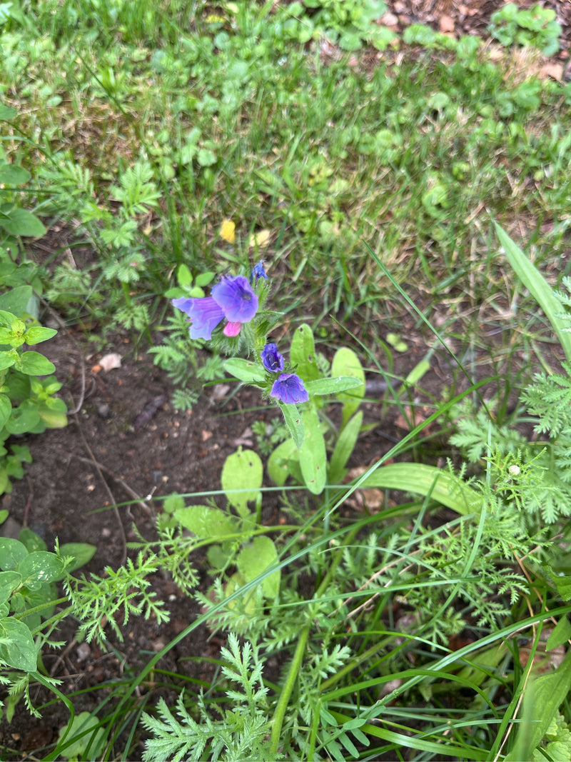 Wegerichblättriger Natternkopf — Bild 3