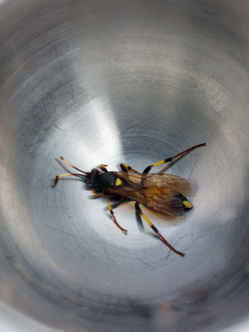 Wegwespe — Bild 2