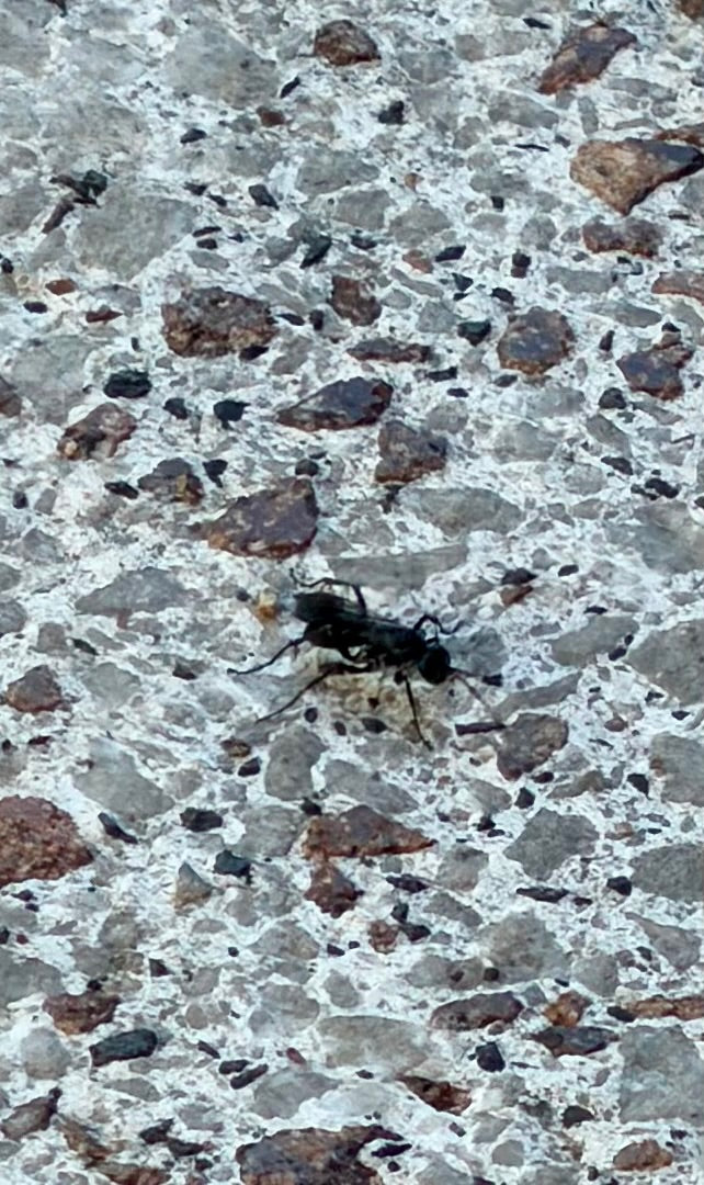 Wegwespe — Bild 2 von 10