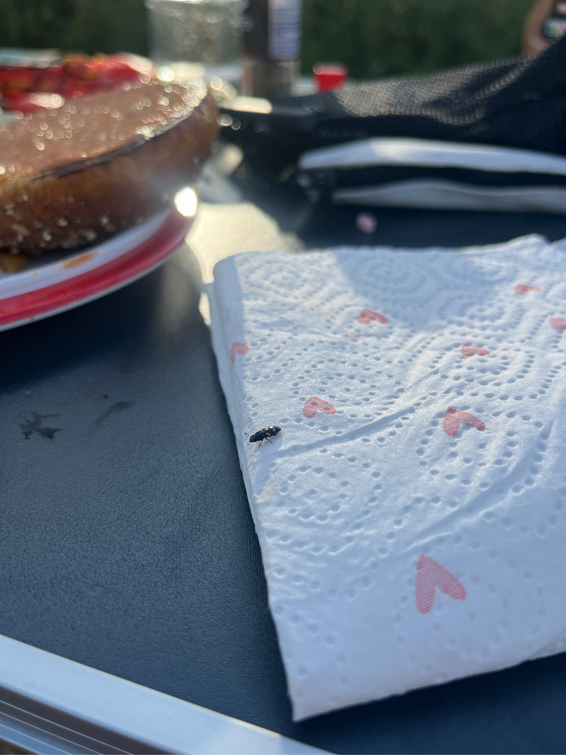 Weißbindiger Bienenkäfer — Bild 5