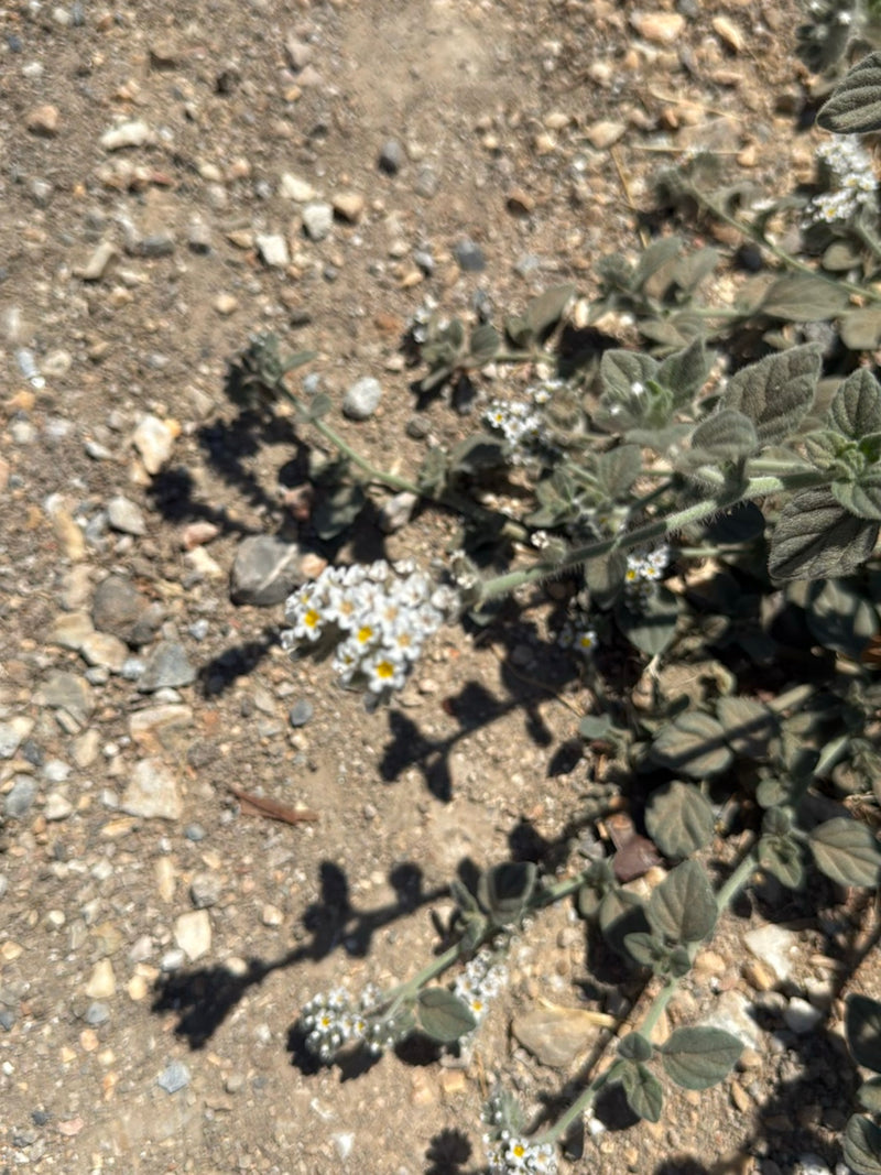 Weißbindiger Bienenkäfer — Bild 3