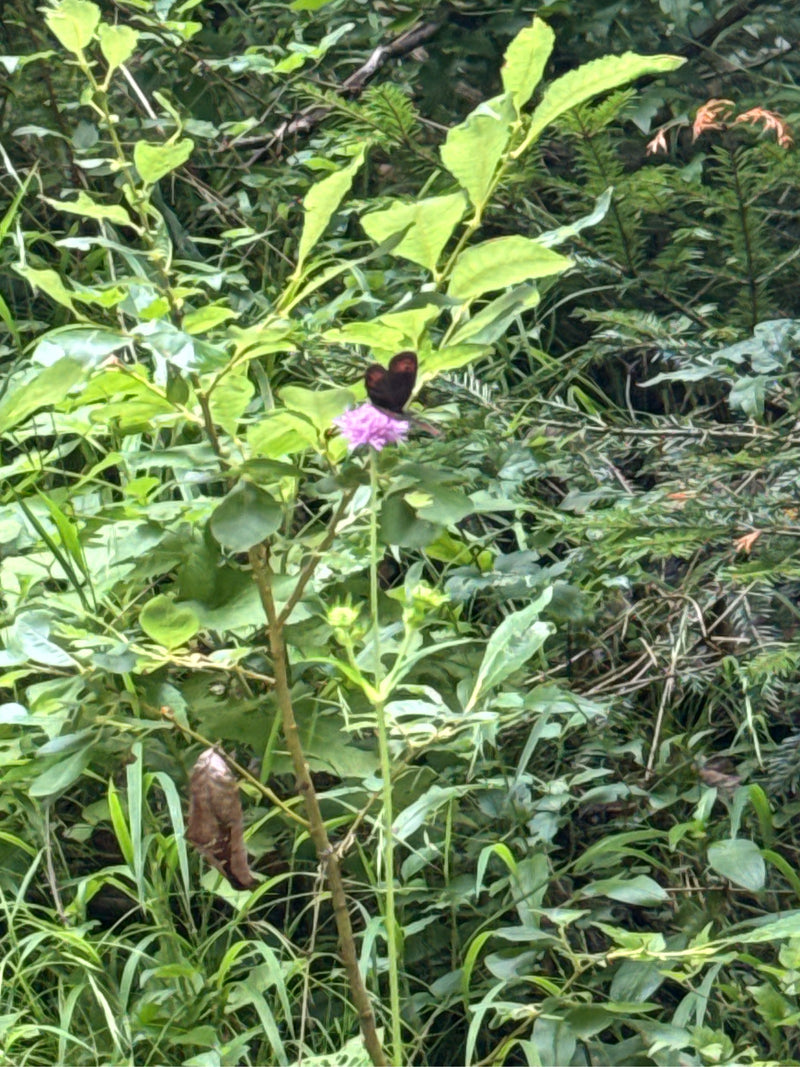 Weißbindiger Mohrenfalter — Bild 3