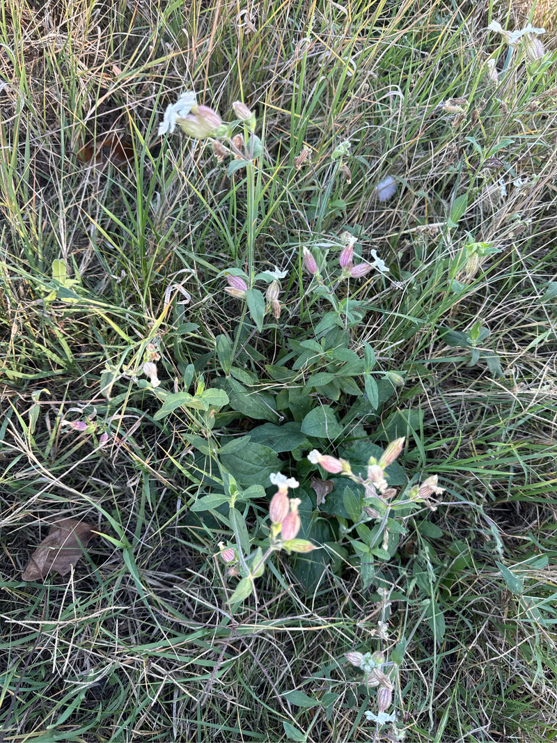 Eine blühende Weiße Lichtnelke wächst inmitten von trockenem Gras mit sichtbaren Knospen und geöffneten Blüten.