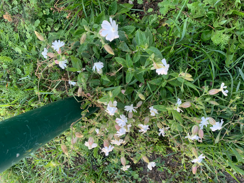 Eine blühende Weiße Lichtnelke wächst im Gras neben einem grünen Pfosten.