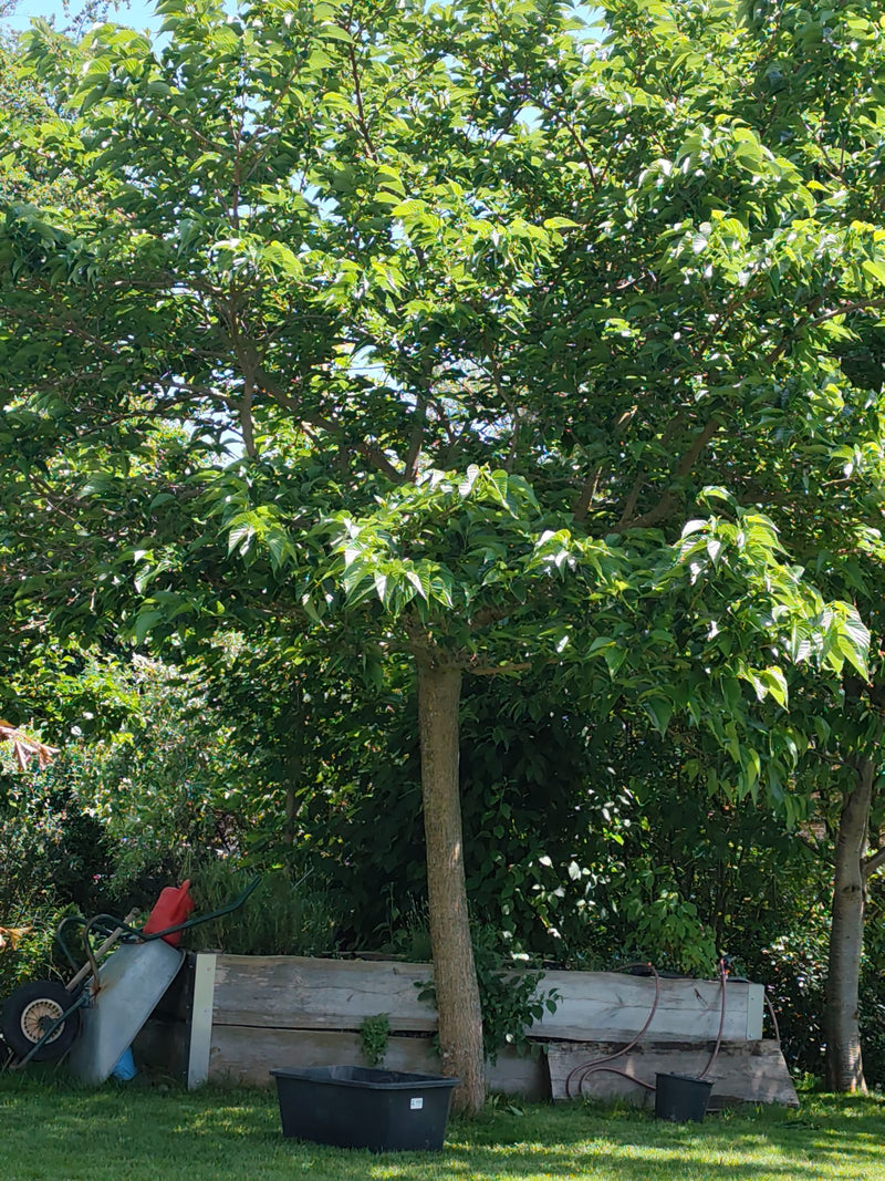 Maulbeerbaum — Bild 1