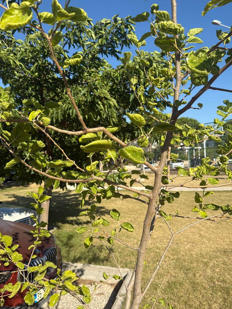 Maulbeerbaum — Bild 3