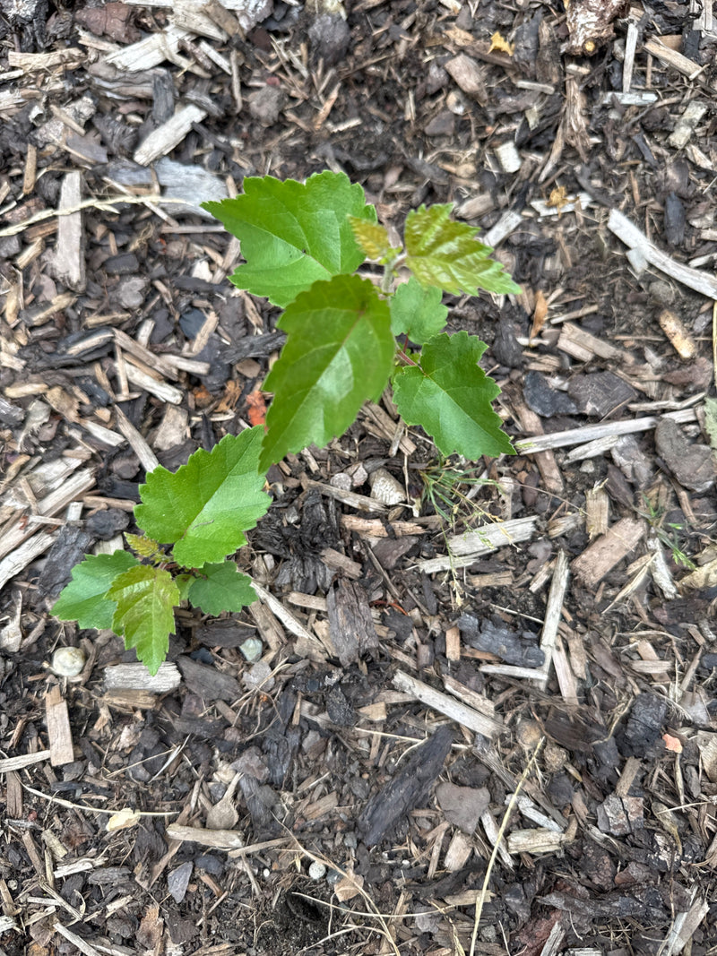 Maulbeerbaum — Bild 1