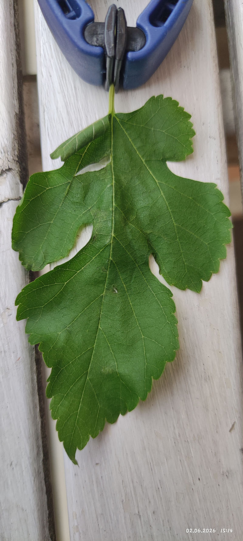 Maulbeerbaum — Bild 3
