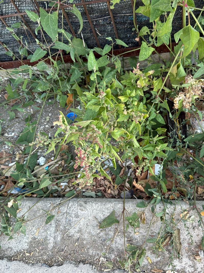 Weißer Gänsefuß — Bild 4