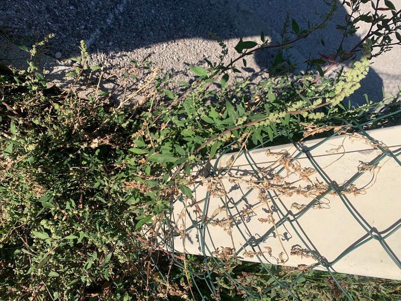 Ein Weißer Gänsefuß mit mehligen Blütenständen wächst durch einen Maschendrahtzaun am Rand einer befestigten Fläche.