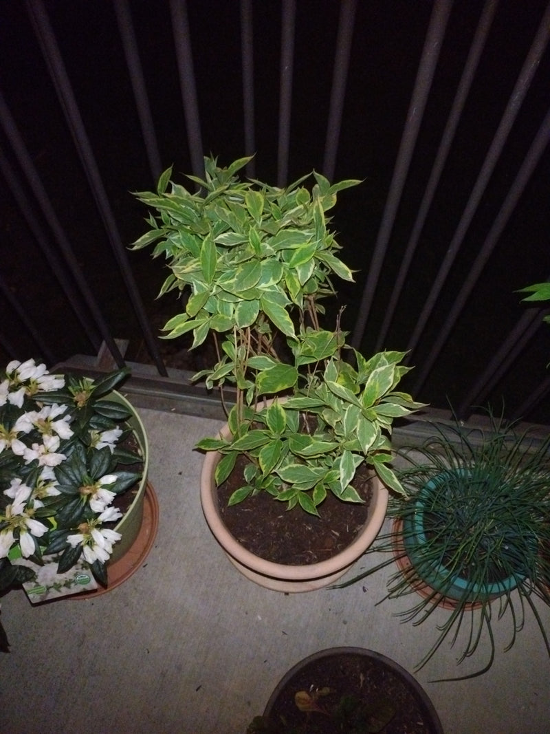 Weißer Hartriegel — Bild 4