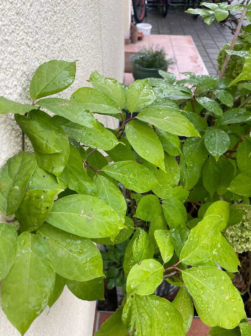 Weißer Hartriegel — Bild 3