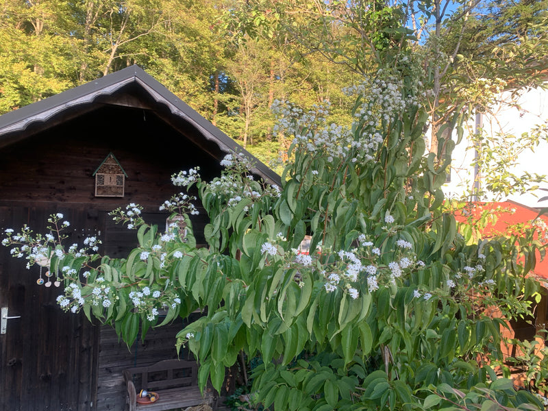 Weißer Hartriegel — Bild 3 von 5