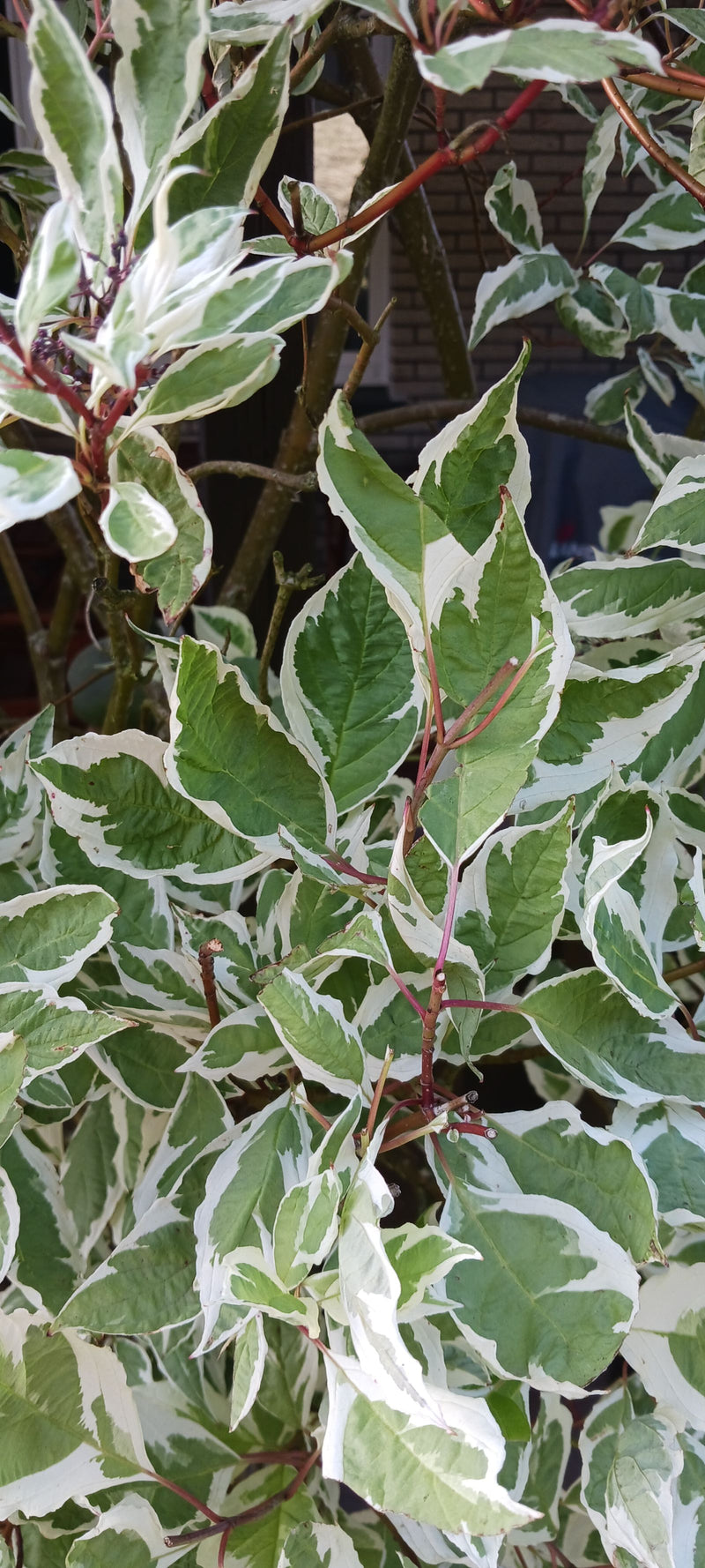 Weißer Hartriegel — Bild 2