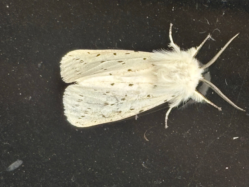 Weißer Schwan — Bild 1
