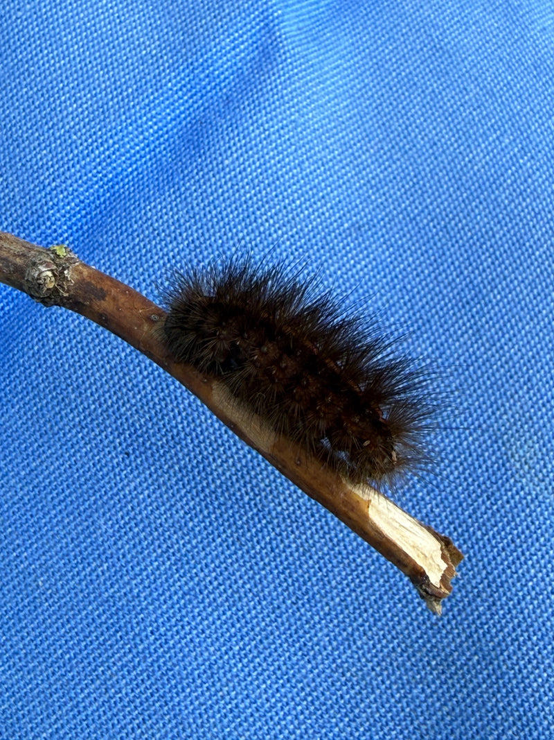 Weißer Schwan — Bild 1