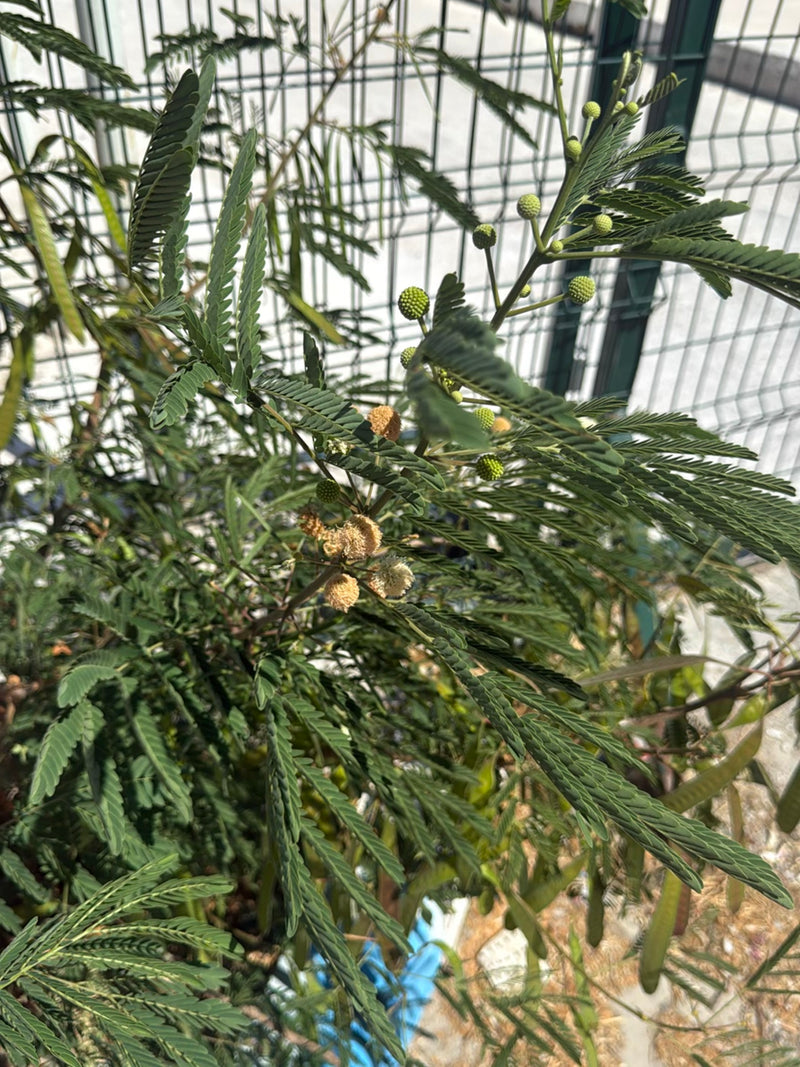 Weißkopf-Mimose — Bild 3