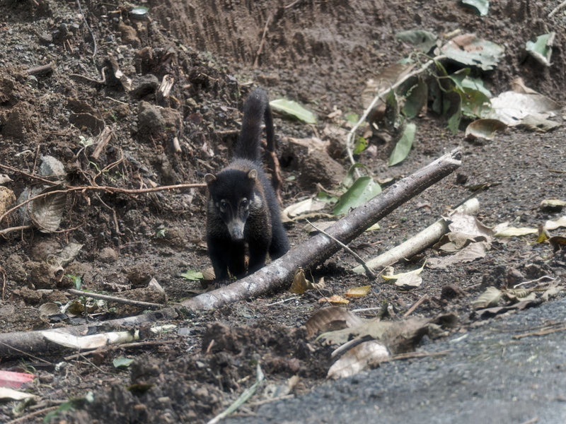 Weißrüsselnasenbär — Bild 1